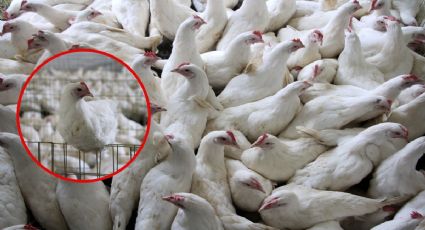 Gripe Aviar en México: Se levanta cuarentena en Sonora; ¿es seguro comer pollo y huevo?