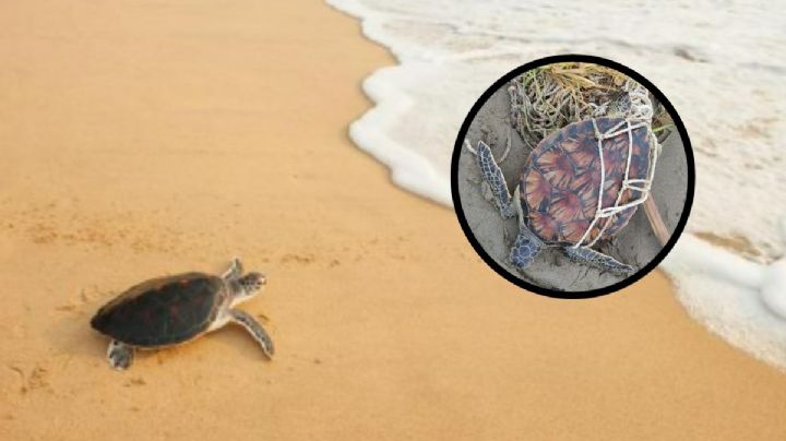 VIDEO: En Coatzacoalcos, liberan a tortuga enredada en red y la regresan al mar