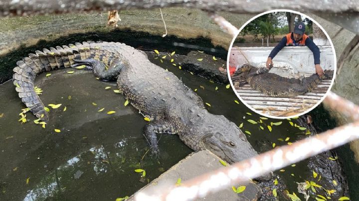 Cocodrilo de 1.80 metros es rescatado en rancho de Medellín de Bravo
