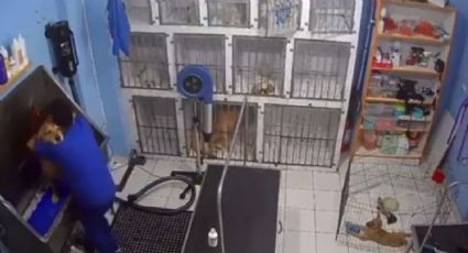 VIDEO | ¿En dónde está el spa canino donde empleado bailó con perrito?