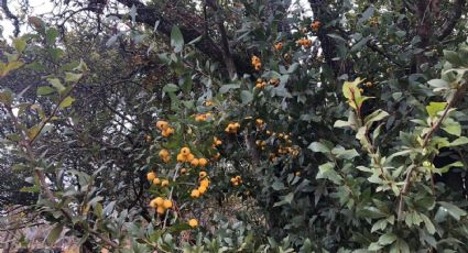 El tejocote: el árbol de Guanajuato que produce fruto para el ponche navideño