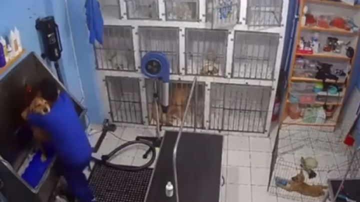 VIDEO | ¿En dónde está el spa canino donde empleado bailó con perrito?