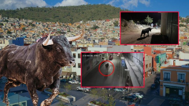No fue uno, alertaron por 2 toros sueltos en las calles de Pachuca