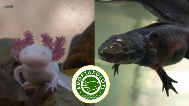 ¿Cómo adoptar un ajolote? UNAM lanza campaña 'Adoptaxolotl' 2024, así puedes tener el tuyo