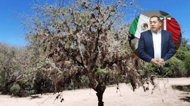 En riesgo de morir 5 mil árboles en Tepeji del Río por plaga