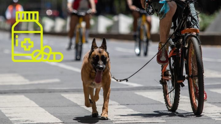 Este es el medicamento que podría extender la vida de tu perro