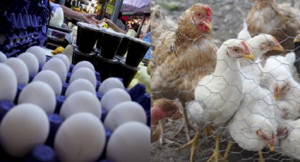 ¿Subirá el pollo y huevo? Encuentran segunda granja en Sonora con casos de gripe aviar