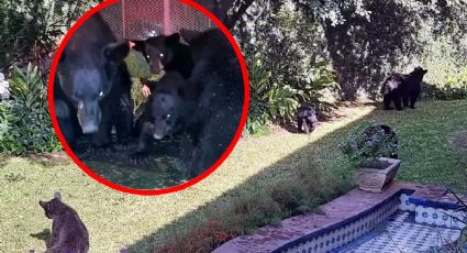 VIDEO: Osos entran a jardín en Monterrey; son capturados y liberados en su hábitat natural