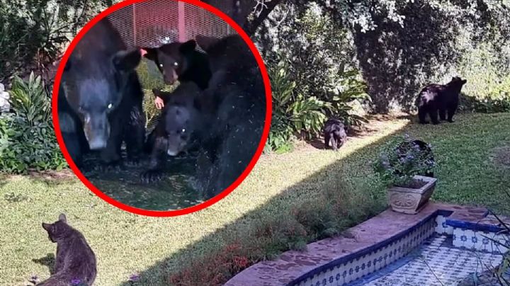 VIDEO: Osos entran a jardín en Monterrey; son capturados y liberados en su hábitat natural