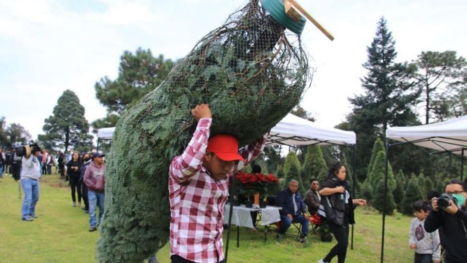 Tlalpan es la alcaldía número uno en la producción de pinos naturales navideños en la Ciudad de México