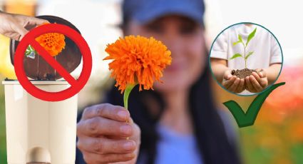 ¿Qué hacer con la flor de cempasúchil del Día de Muertos en Pachuca?