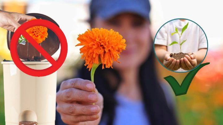 ¿Qué hacer con la flor de cempasúchil del Día de Muertos en Pachuca?