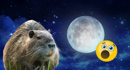 Luna de castor: ¿Por qué se llama así y cuándo se podrá ver en el cielo de Hidalgo?