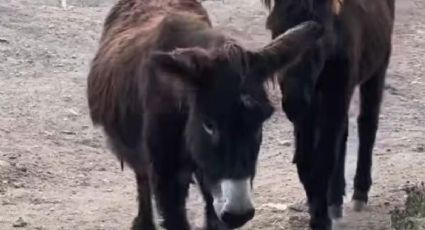 Asociación Protectora de animales busca rescatar a una familia de burros en Atizapán por maltrato animal