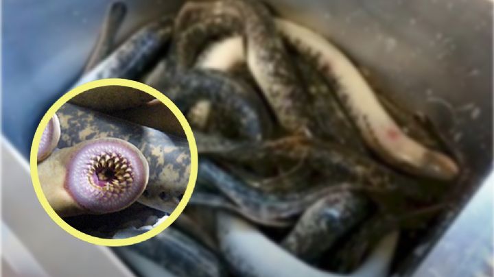 ¿Qué tan peligrosas son las lampreas carnívoras? Reaparecen en China luego de millones de años