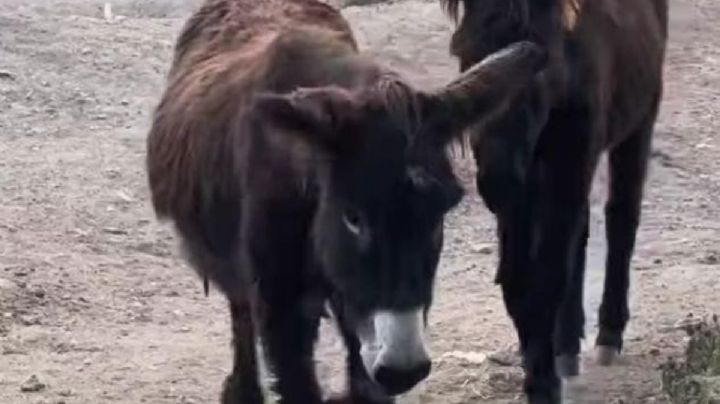 Asociación Protectora de animales busca rescatar a una familia de burros en Atizapán por maltrato animal