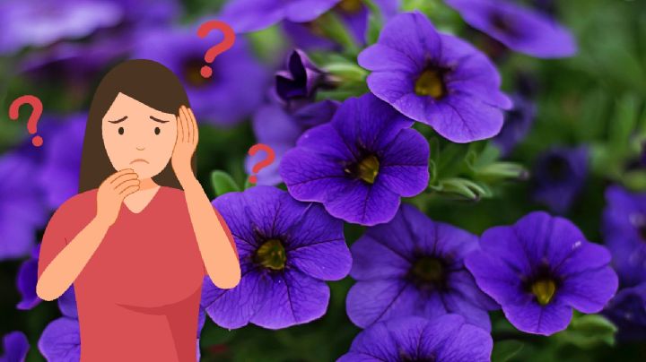 ¿Por qué se regalan de nuevo flores moradas este 9 de noviembre?