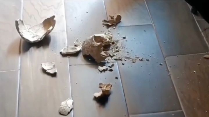 Hallan cráneo de hace 700 años; lo tiran por accidente y se destroza antes de presentarlo al público