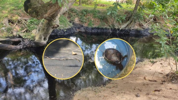 Ecocidio en Veracruz: derrame de petróleo en Ixhuatlán provoca mortandad de animales