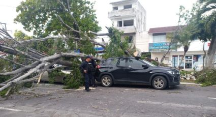 Por Norte, caen árboles a autos en el fraccionamiento Reforma en Veracruz