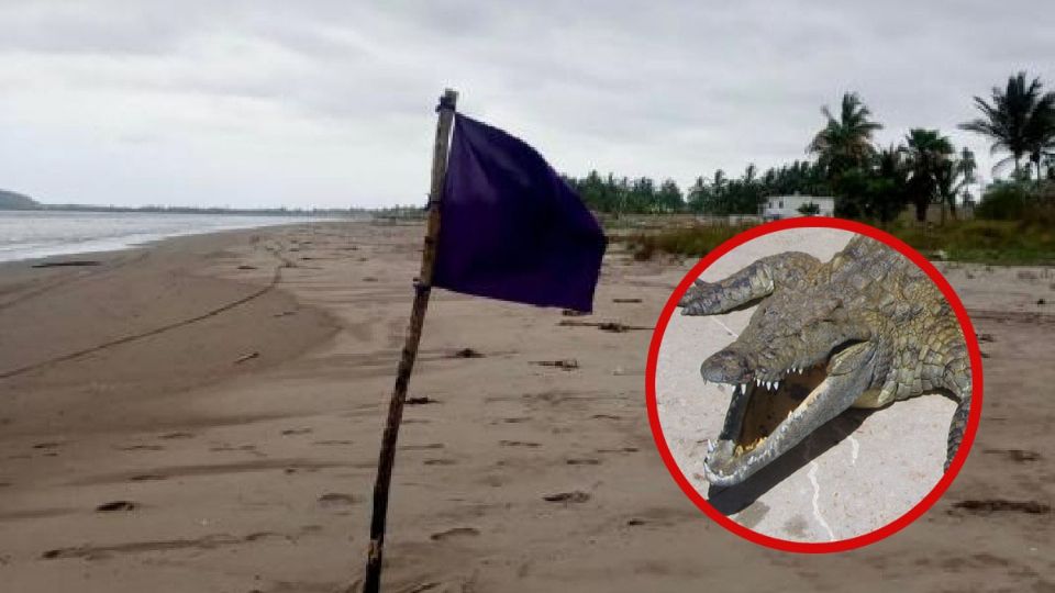 Ahora en playas de Nuevo Vallarta en Nayarit, se detectó la presencia de un cocodrilo, por lo que tuvieron que ser cerradas.