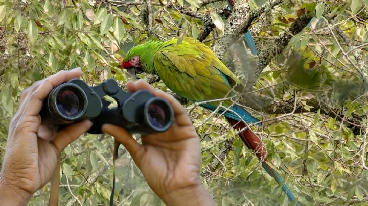 Confirman en Hidalgo la presencia de esta ave en peligro de extinción | FOTOS