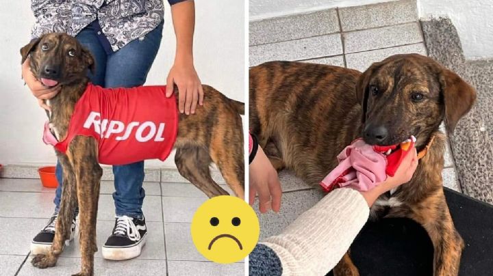 Atropellan a Tigre, perro "gasolinero" asustado por cohetes el Día de la Virgen