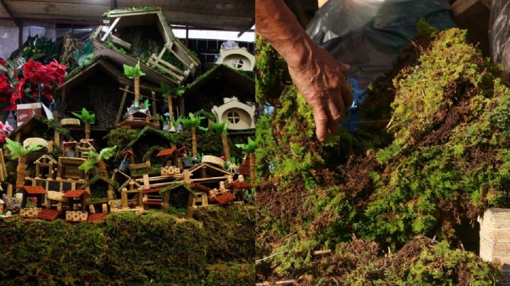 No pongas heno y musgo en tu nacimiento, estas son las trágicas razones