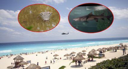 ¿Tiburón o cocodrilo? Qué mató al canadiense en Guerrero