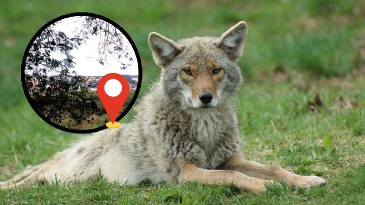 Avistan otro coyote en Xalapa, ahora en el Cerro de la Galaxia