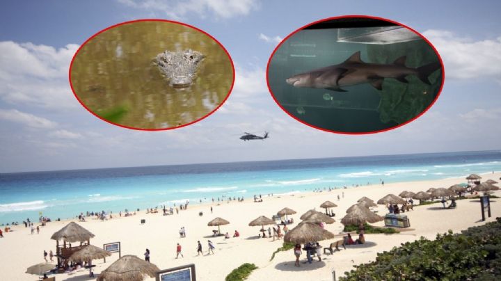¿Tiburón o cocodrilo? Qué mató al canadiense en Guerrero