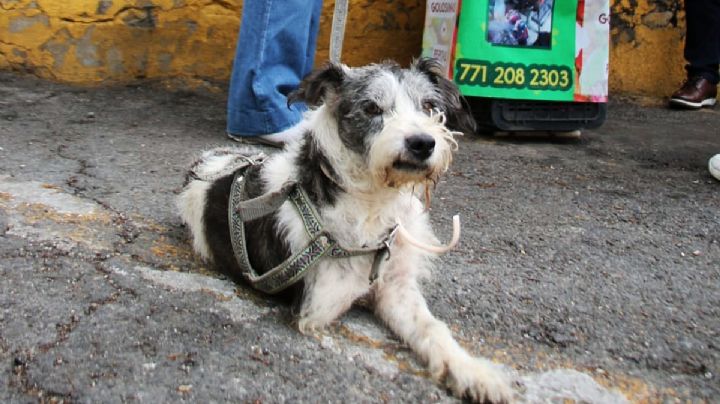 Estrena Palomo prótesis para su patita; el lomito vendedor de dulces en Pachuca | FOTOS