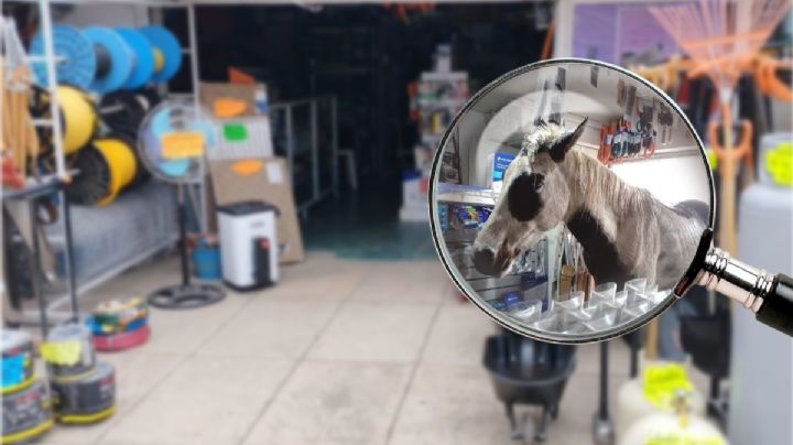 Extraño cliente en ferretería de Hidalgo: caballo desata comentarios chuscos en redes; así pasó | FOTOS