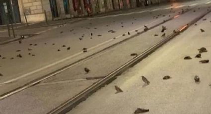 Pirotecnia: Praga dice NO a los fuegos artificiales para no lastimar a las aves
