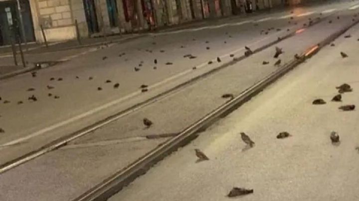 Pirotecnia: Praga dice NO a los fuegos artificiales para no lastimar a las aves