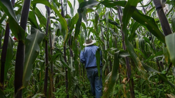 Los problemas de México 2024; el campo mexicano (IV)