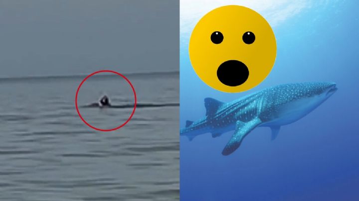 ¿También hay tiburones en Ixtapa Zihuatanejo? Esto sabemos