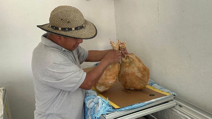 ¿Cómo se cría al pavo para la cena de Navidad y Año Nuevo?