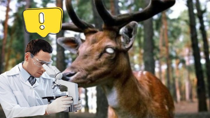 ¿Ciervo zombie? Así es la nueva enfermedad que podría afectar a los humanos