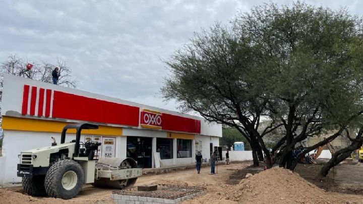 Anuncia Oxxo que respetará arboles en bulevar La Luz