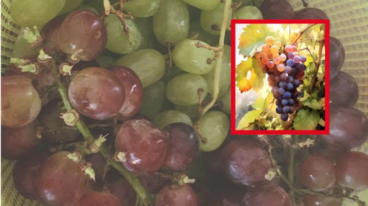 ¿Uva morada o verde? Esta es la mejor para pedir tus deseos en Año Nuevo