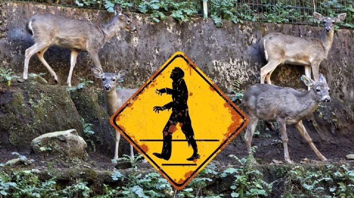 Ciervo Zombie ¿Cuál es el virus que lo provoca y qué es esta la enfermedad?