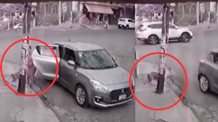 Abandonan a perrito en Tlalpan en vísperas de Navidad | VIDEO