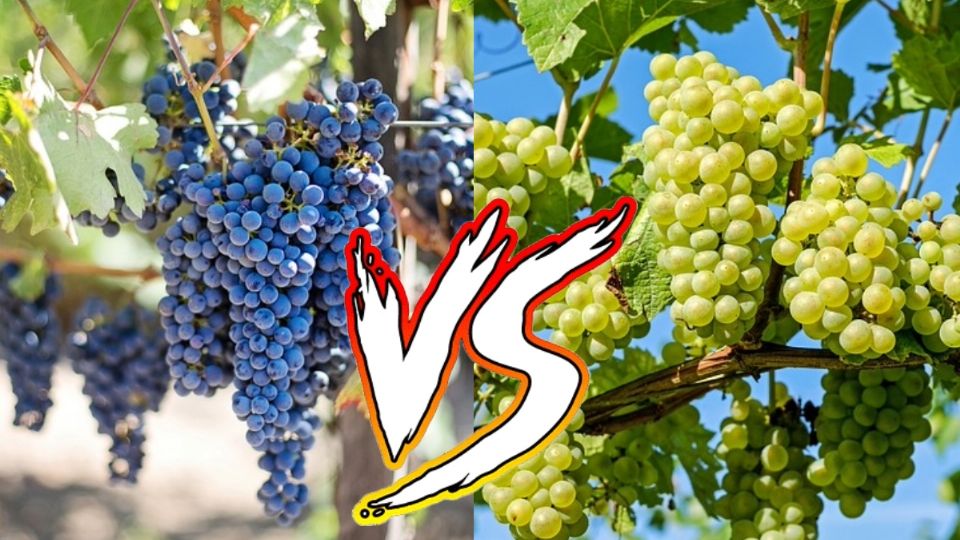 Mucho se dice sobre el debate de que si son las uvas verdes o las moradas las mejores para celebrar el Año Nuevo