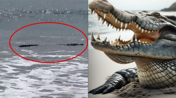 ¿Estás de vacaciones? Autoridades alertan de presencia de cocodrilo en estas playas | VIDEO