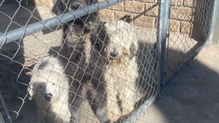 Graban golpiza a cachorros en Texcoco; colectivos piden detener al responsable
