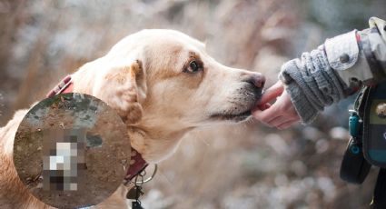 Reportan envenenamiento masivo de gatos y perros en Atotonilco El Grande, van 30