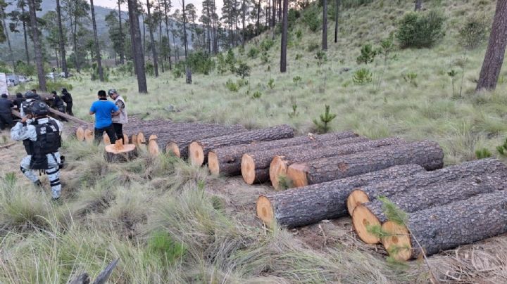 Topilejo: de Bosque de Palos a bosque talado