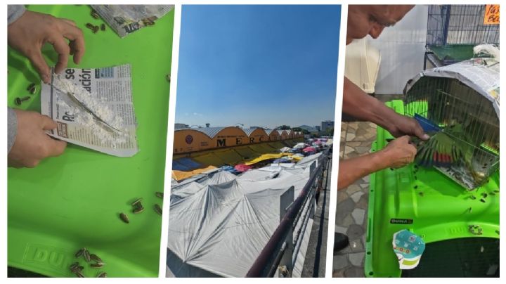 Rituales de Año Nuevo: Desde sacrificio de animales a limpias para la buena suerte