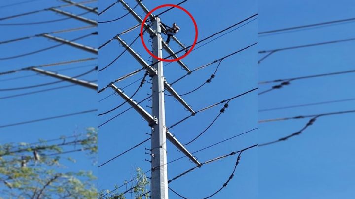 De cara al Año Nuevo hombre intenta suicidarse en torre de alta tensión en Monterrey